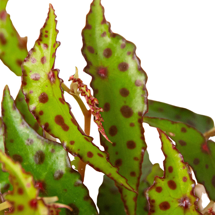 Begonia 'Pink Spotted'-Indoor Plants-American Plant Supply