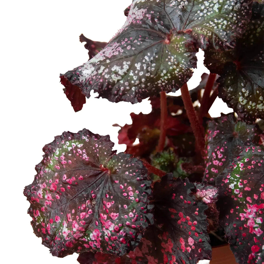 Begonia 'Rex' - 4 Pack Variety-Indoor Plants-American Plant Supply