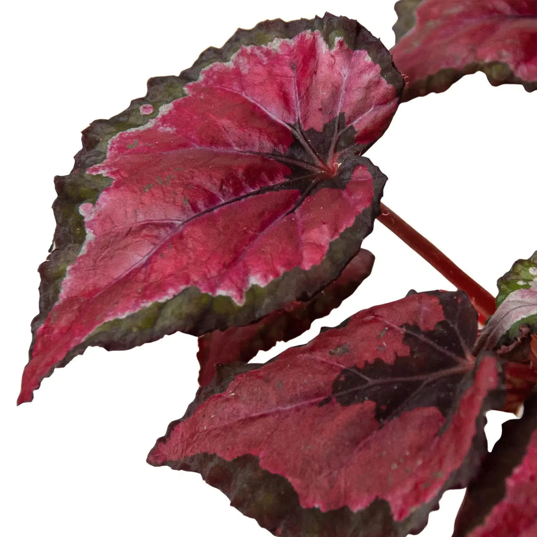 Begonia 'Rex' - 4 Pack Variety-Indoor Plants-American Plant Supply