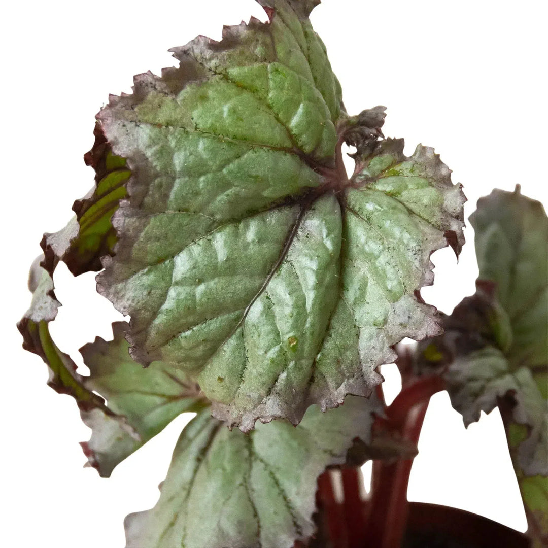 Begonia 'Rex' - 4 Pack Variety-Indoor Plants-American Plant Supply