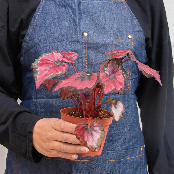 Begonia 'Rex' - 4 Pack Variety-Indoor Plants-American Plant Supply