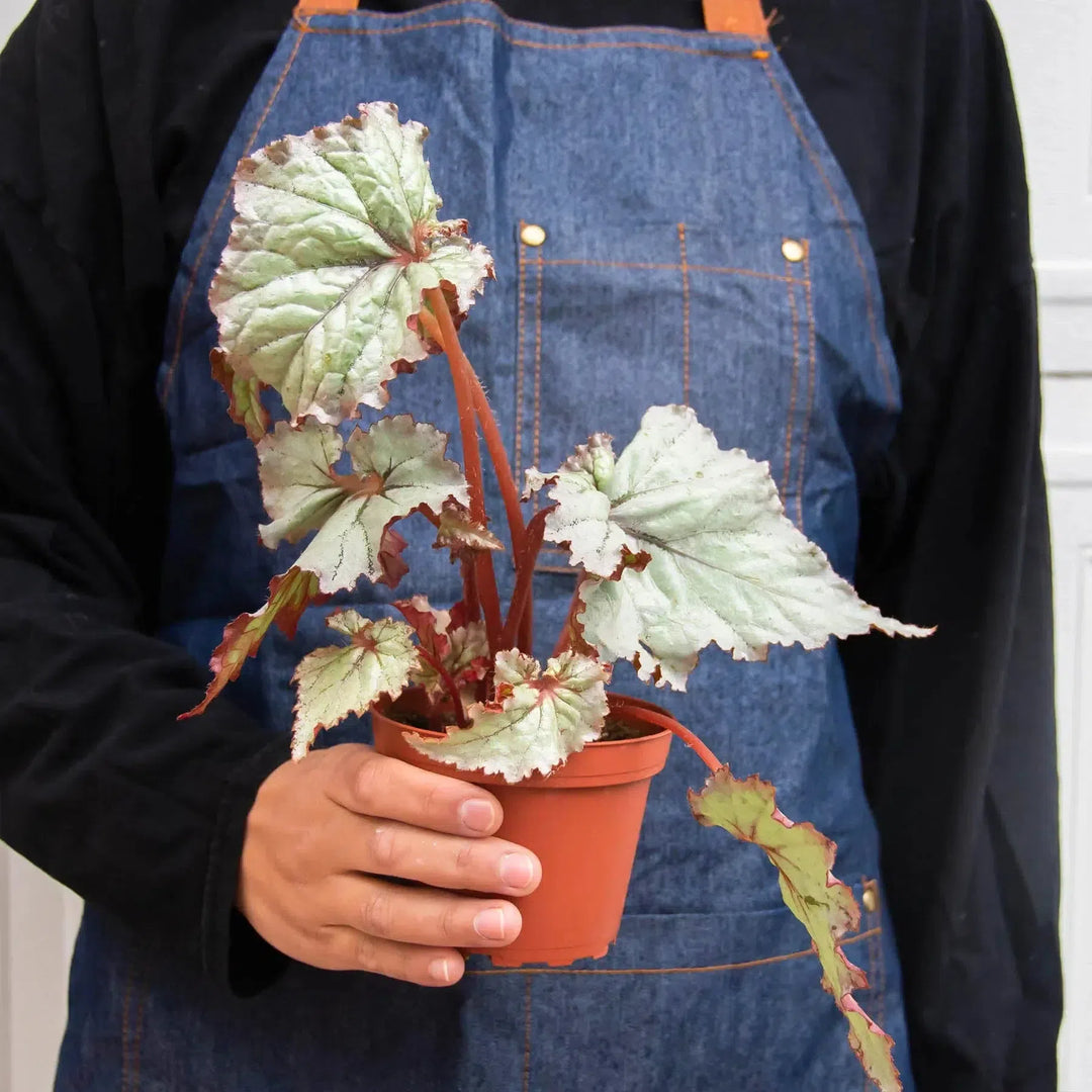 Begonia 'Rex' - 4 Pack Variety-Indoor Plants-American Plant Supply