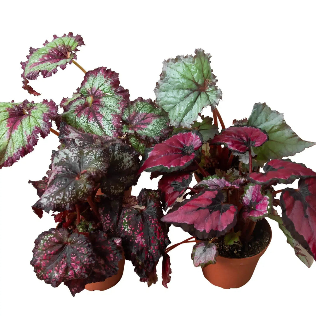 is begonia an indoor plant Begonia 'Rex'