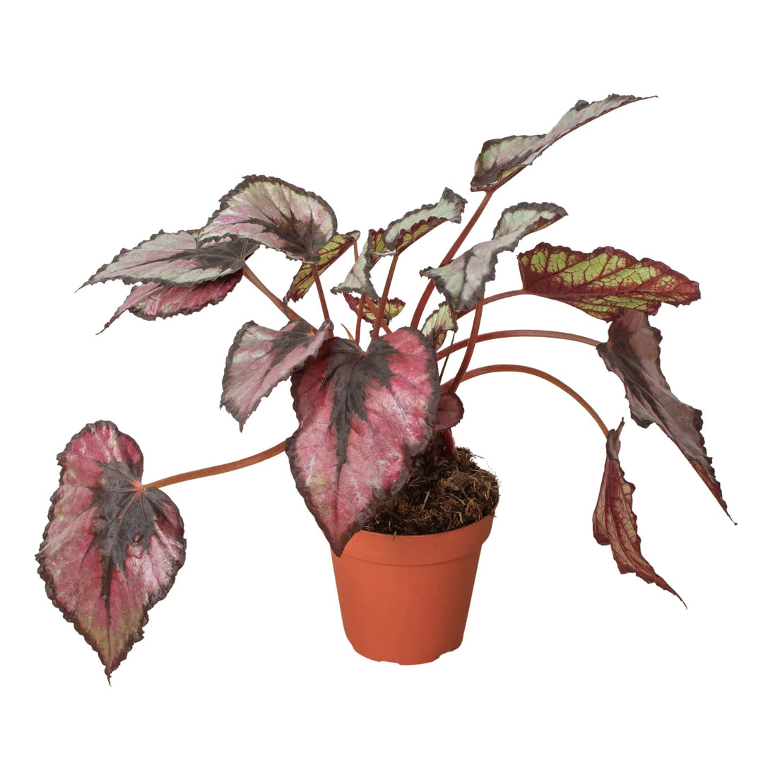Begonia 'Rex' - 4" Pot-American Plant Supply