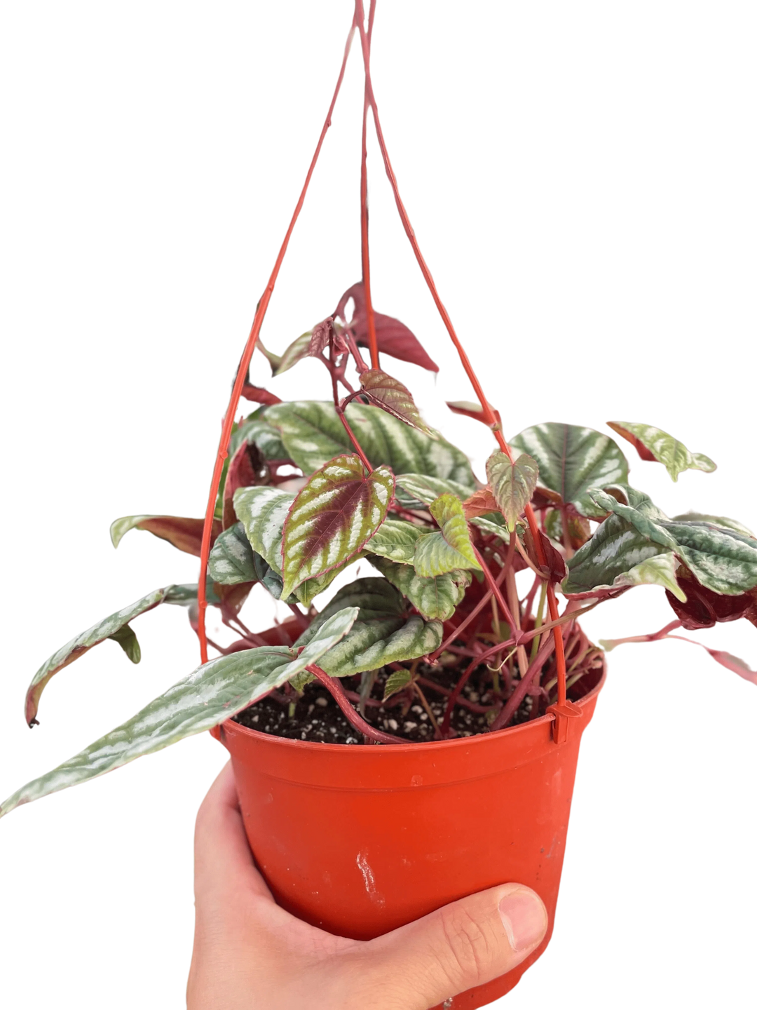 Begonia Rex Vine - 6" Pot-Indoor Plants-American Plant Supply