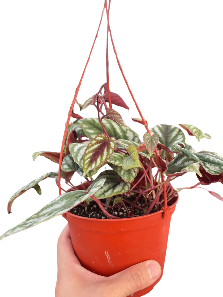 Begonia Rex Vine - 6" Pot-Indoor Plants-American Plant Supply