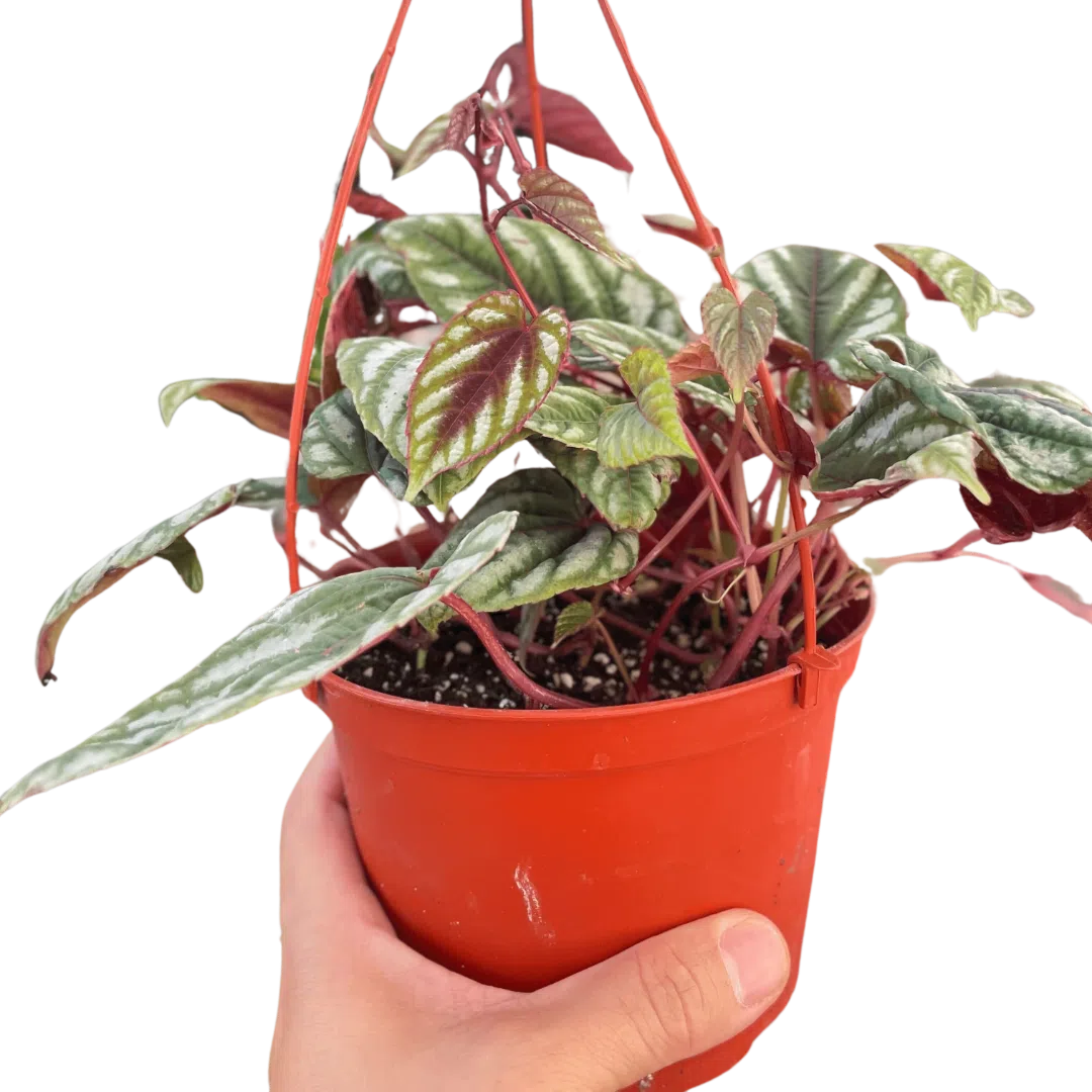 Begonia Rex Vine - 6" Pot-Indoor Plants-American Plant Supply