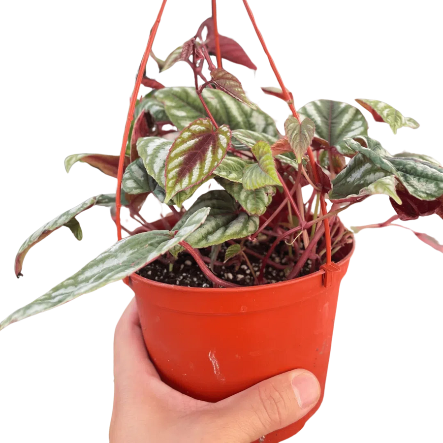 Begonia Rex Vine - 6" Pot-Indoor Plants-American Plant Supply