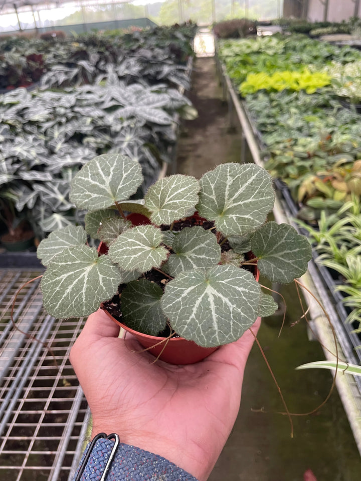 Begonia 'Strawberry'-Indoor Plants-American Plant Supply