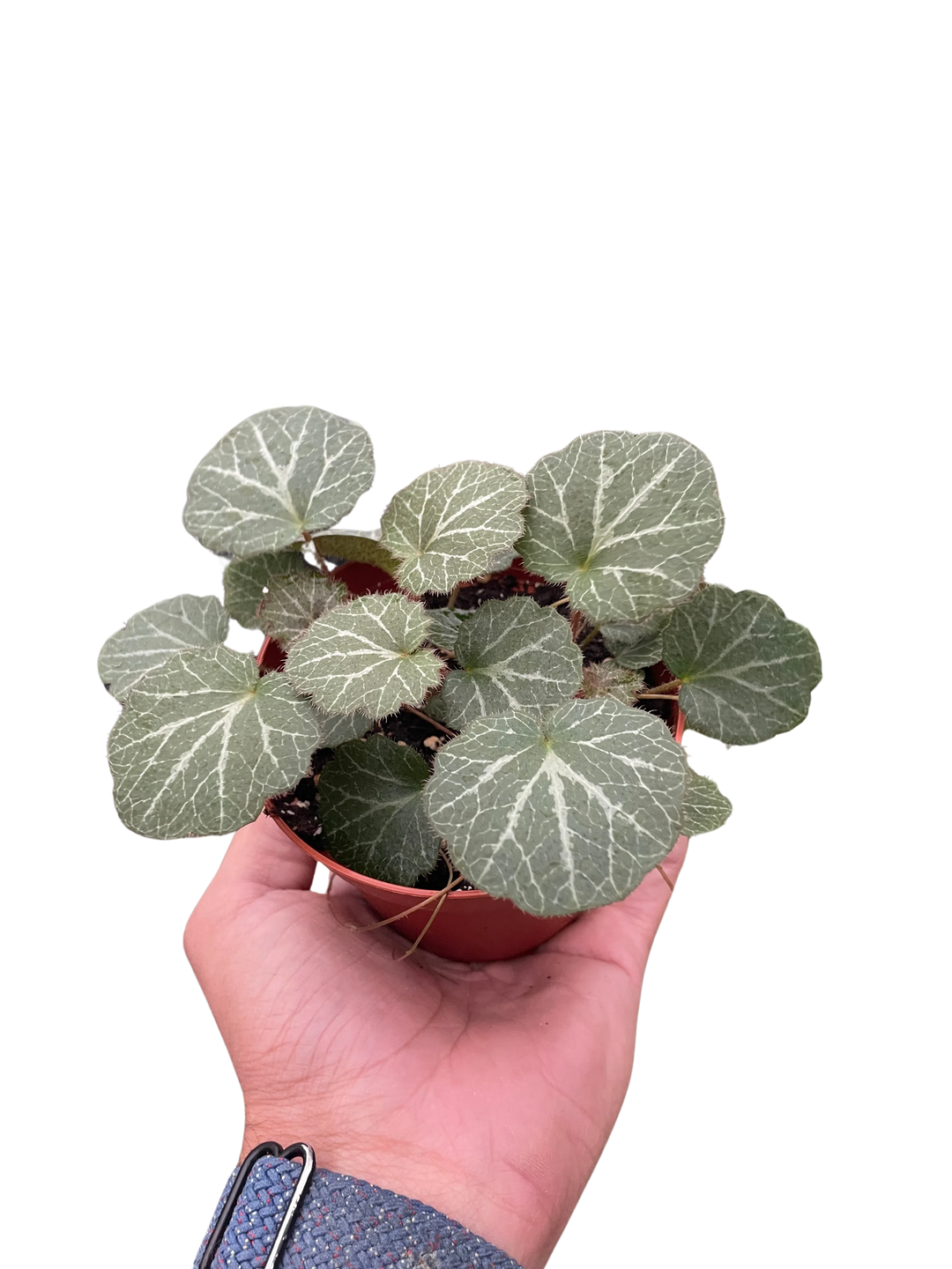 Begonia 'Strawberry'-Indoor Plants-American Plant Supply