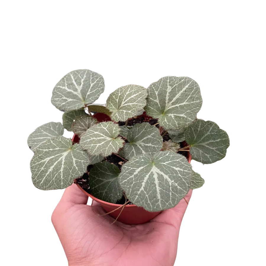 Begonia 'Strawberry'-Indoor Plants-American Plant Supply