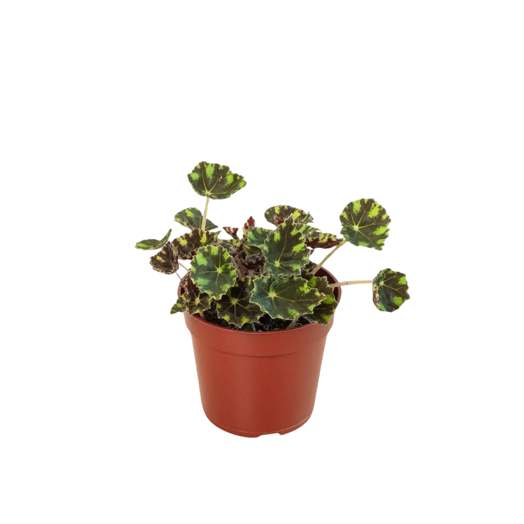 Begonia Tiger Paws - 4" Pot-Indoor Plants-American Plant Supply