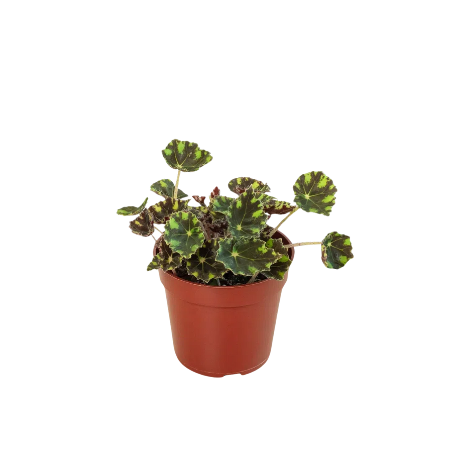 Begonia Tiger Paws - 4" Pot-Indoor Plants-American Plant Supply
