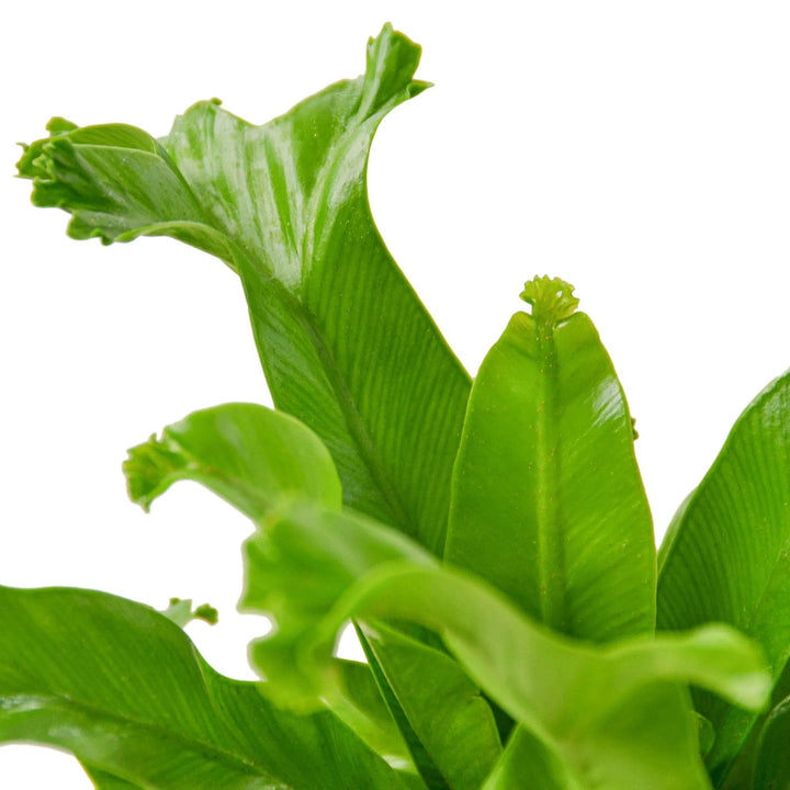 Bird’s Nest Leslie Fern-Indoor Plants-American Plant Supply