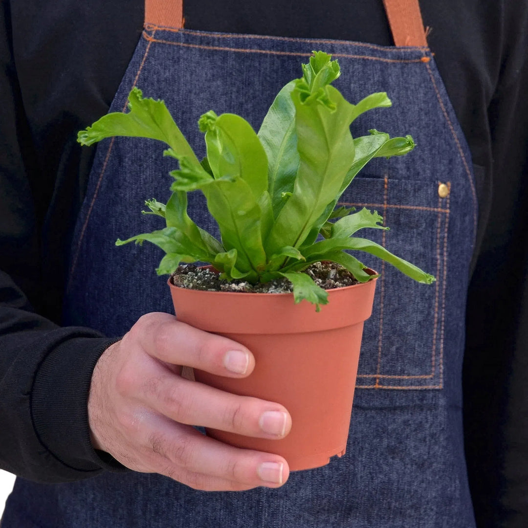 Bird’s Nest Leslie Fern-Indoor Plants-American Plant Supply