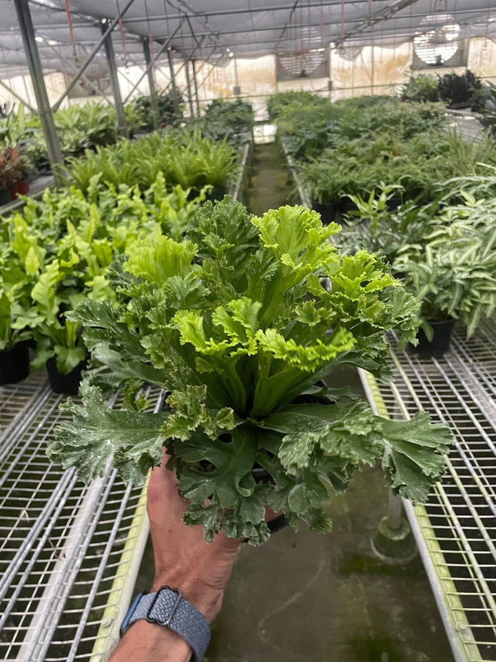 Bird’s Nest Leslie Fern-Indoor Plants-American Plant Supply