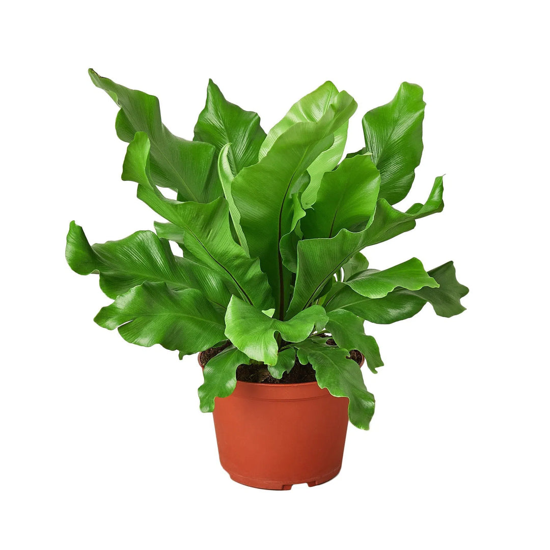 Bird's Nest 'Nidus' Fern-Indoor Plants-American Plant Supply