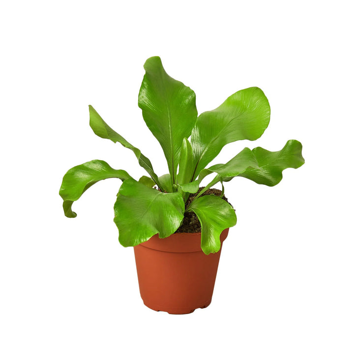 Bird's Nest 'Nidus' Fern-Indoor Plants-American Plant Supply