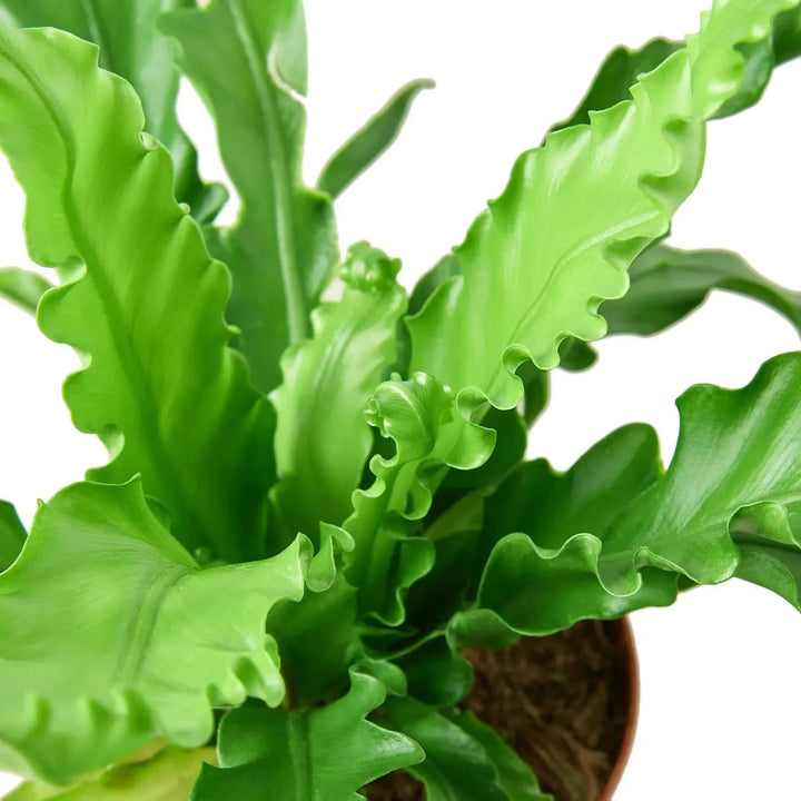 Bird’s Nest 'Victoria' Fern-Indoor Plants-American Plant Supply