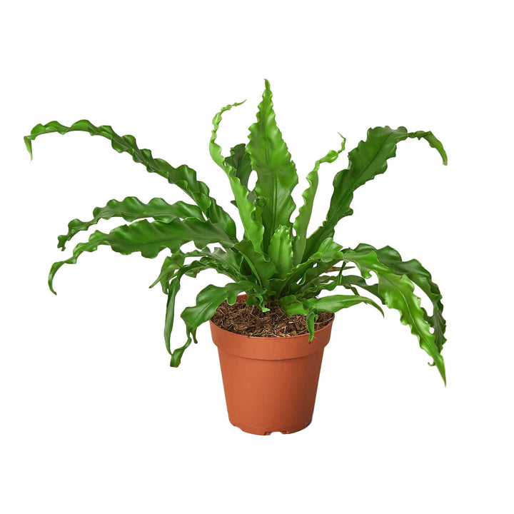 Bird’s Nest 'Victoria' Fern-Indoor Plants-American Plant Supply