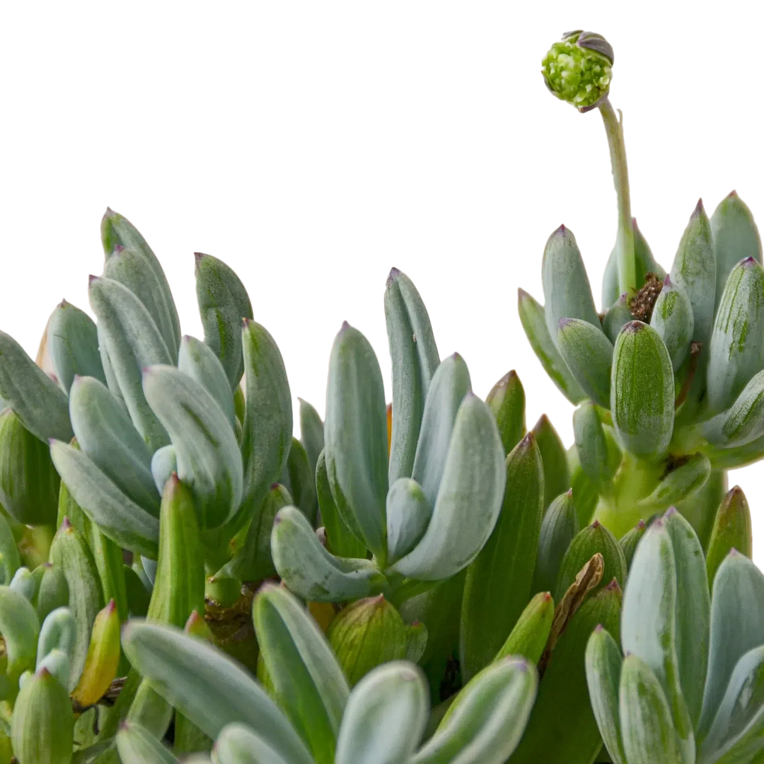 Blue Chalk Stick-Succulent-American Plant Supply