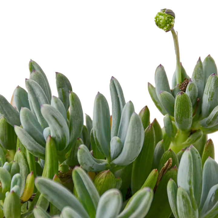 Blue Chalk Stick-Succulent-American Plant Supply