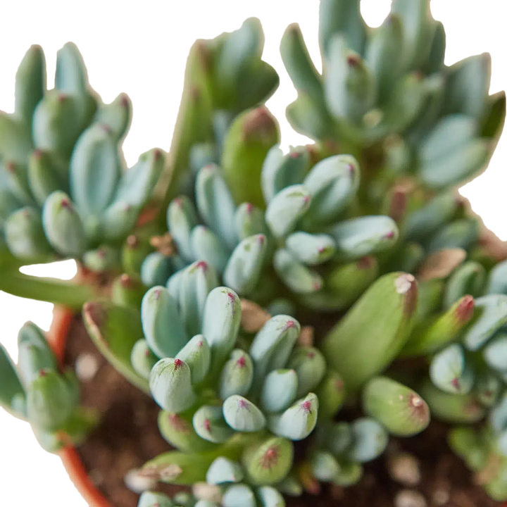 Blue Chalk Stick-Succulent-American Plant Supply