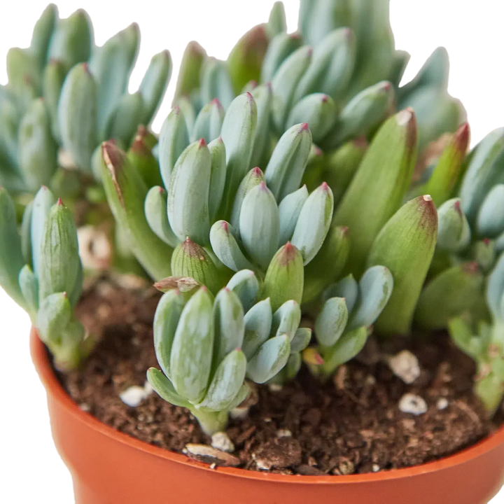 Blue Chalk Stick-Succulent-American Plant Supply