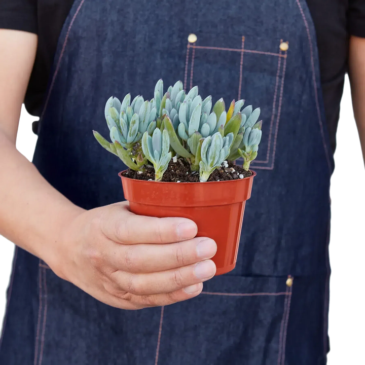 Blue Chalk Stick-Succulent-American Plant Supply