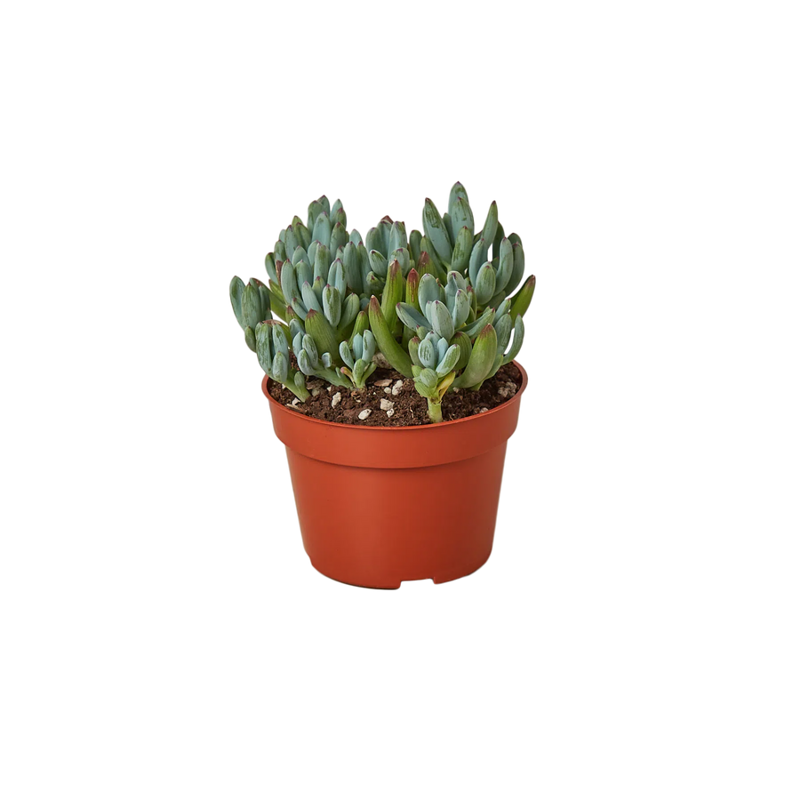 Blue Chalk Stick-Succulent-American Plant Supply
