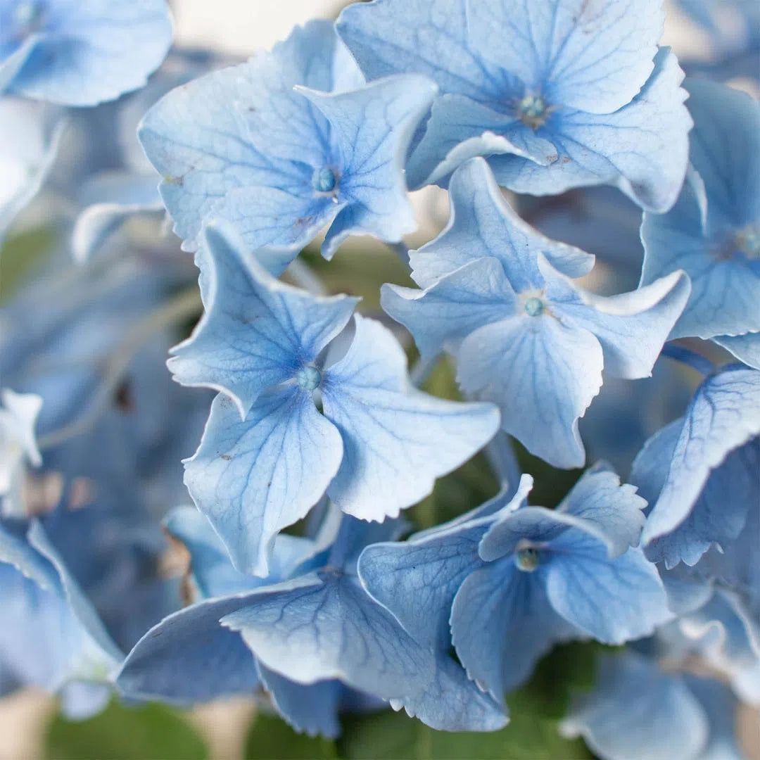 Blue Hydrangea-6" Plant (2pk/$4.5) ($15 Ship/63oz)-American Plant Supply