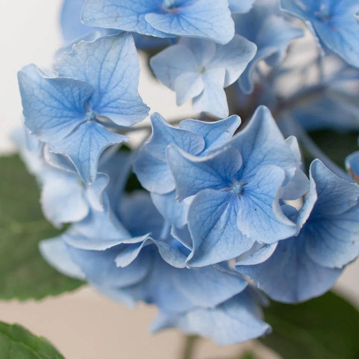 Blue Hydrangea-6" Plant (2pk/$4.5) ($15 Ship/63oz)-American Plant Supply