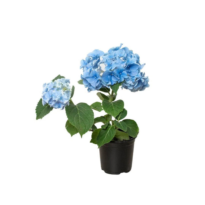 Blue Hydrangea-6" Plant (2pk/$4.5) ($15 Ship/63oz)-American Plant Supply