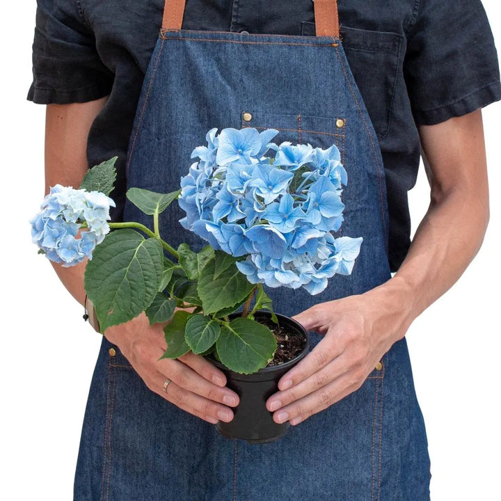 Blue Hydrangea-6" Plant (2pk/$4.5) ($15 Ship/63oz)-American Plant Supply