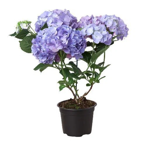 Blue Hydrangea-6" Plant (2pk/$4.5) ($15 Ship/63oz)-American Plant Supply