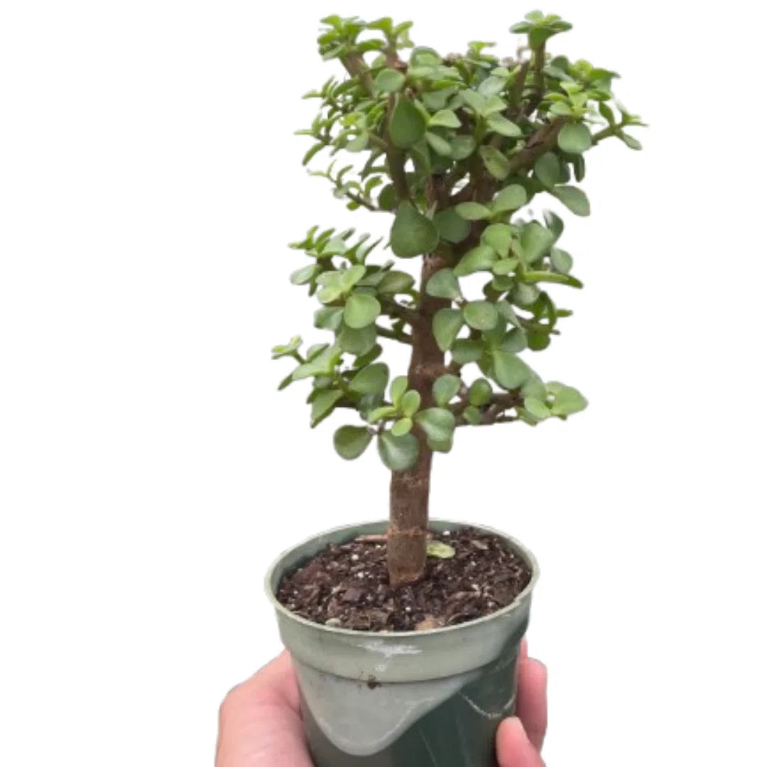 Bonsai Jade Dwarf Green-Indoor Plants-American Plant Supply