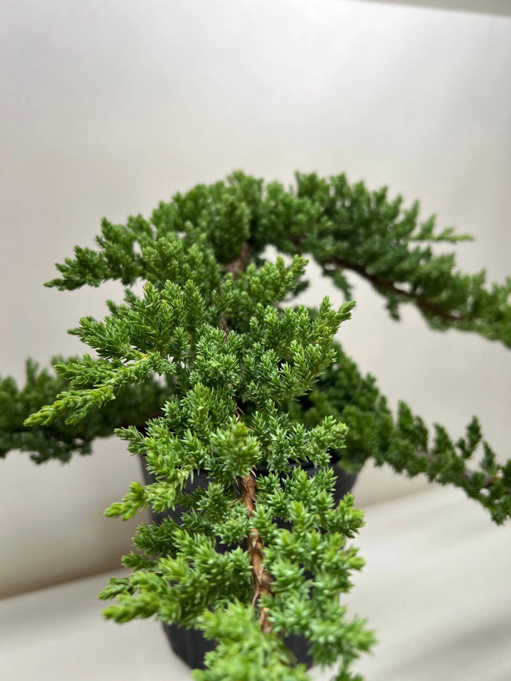 Bonsai Juniper-American Plant Supply