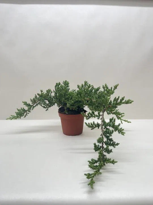 Bonsai Juniper-American Plant Supply