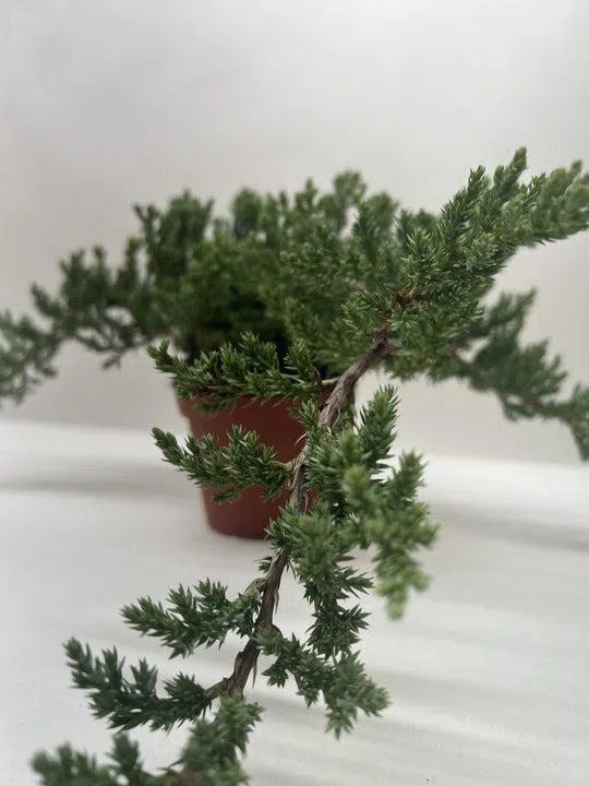 Bonsai Juniper-American Plant Supply