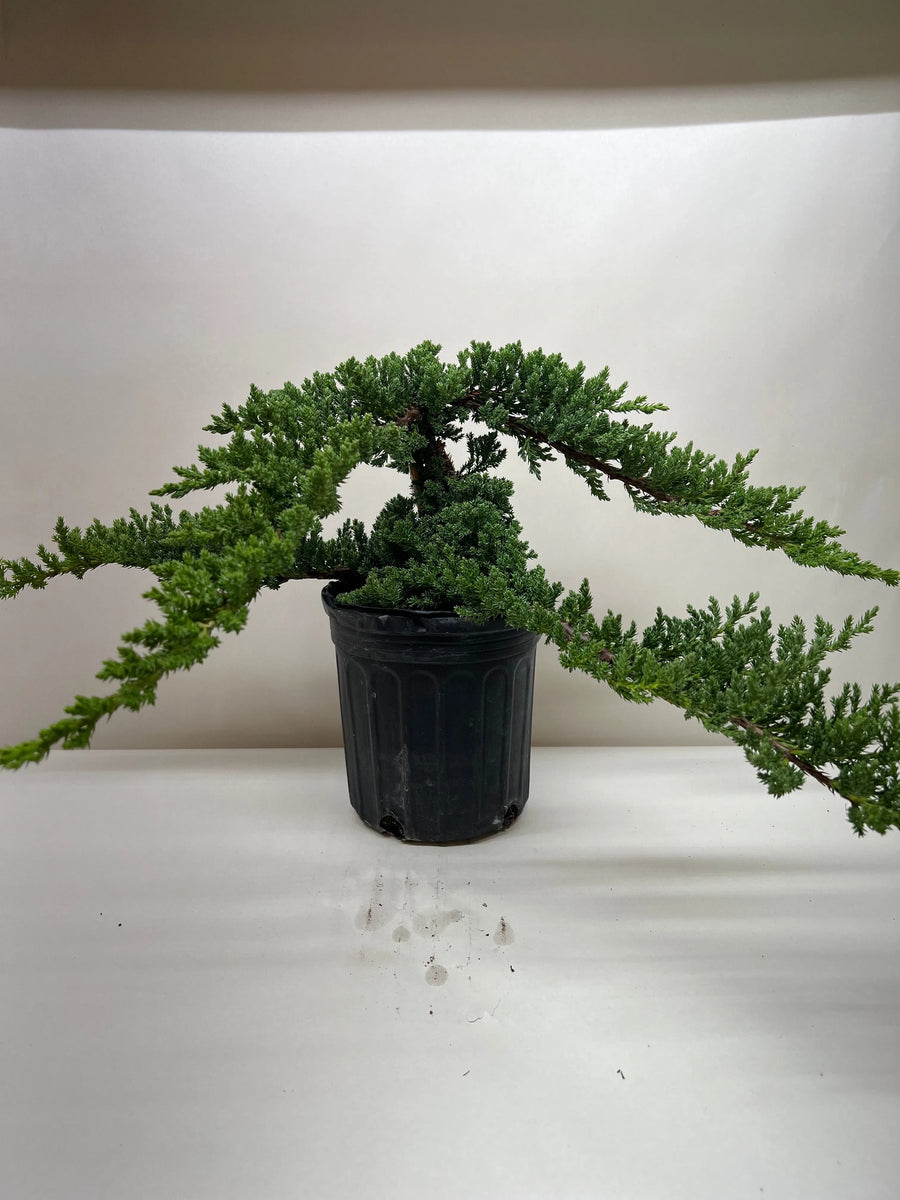 Bonsai Juniper-American Plant Supply