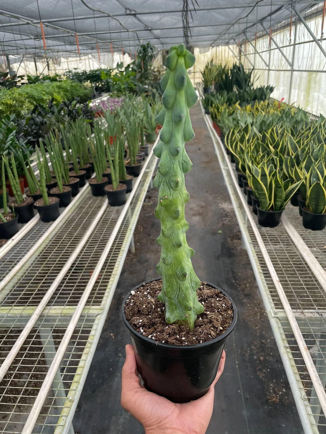 Boobie Cactus-American Plant Supply