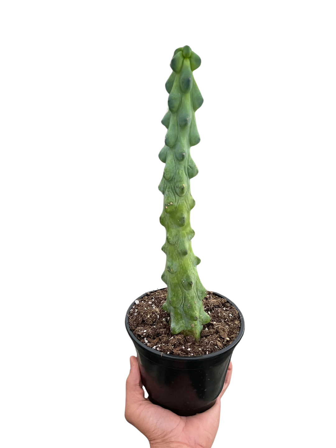 Boobie Cactus-American Plant Supply