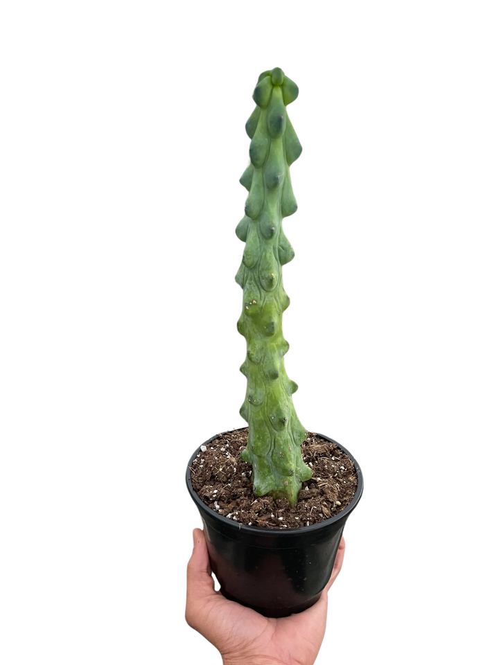 Boobie Cactus-American Plant Supply