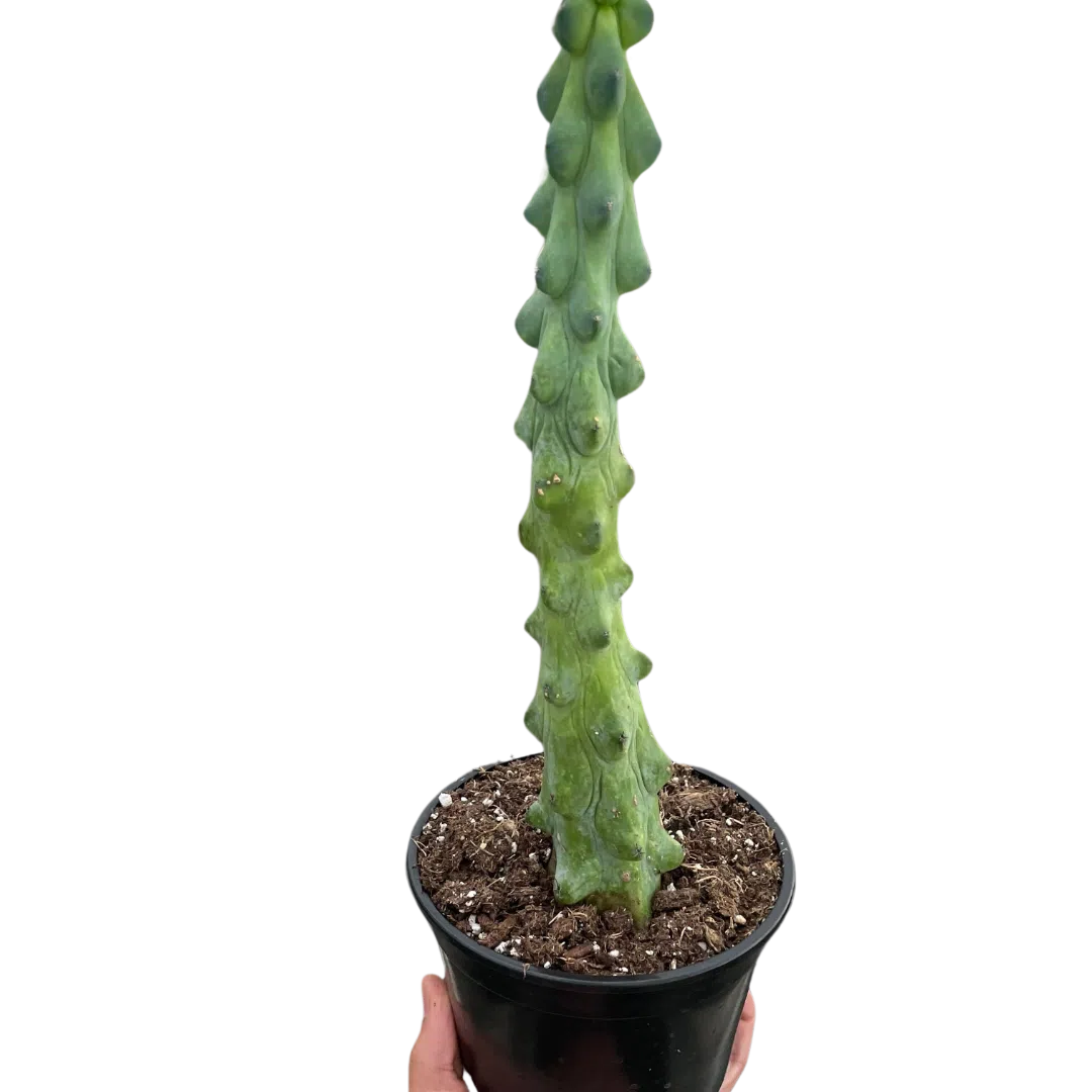 Boobie Cactus-American Plant Supply