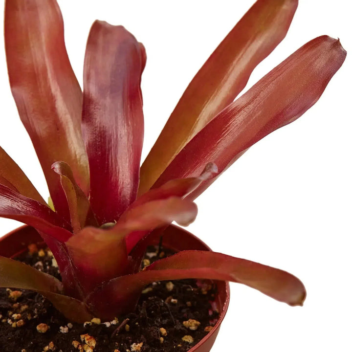 Bromeliad 'Fireball'-Indoor Plants-American Plant Supply