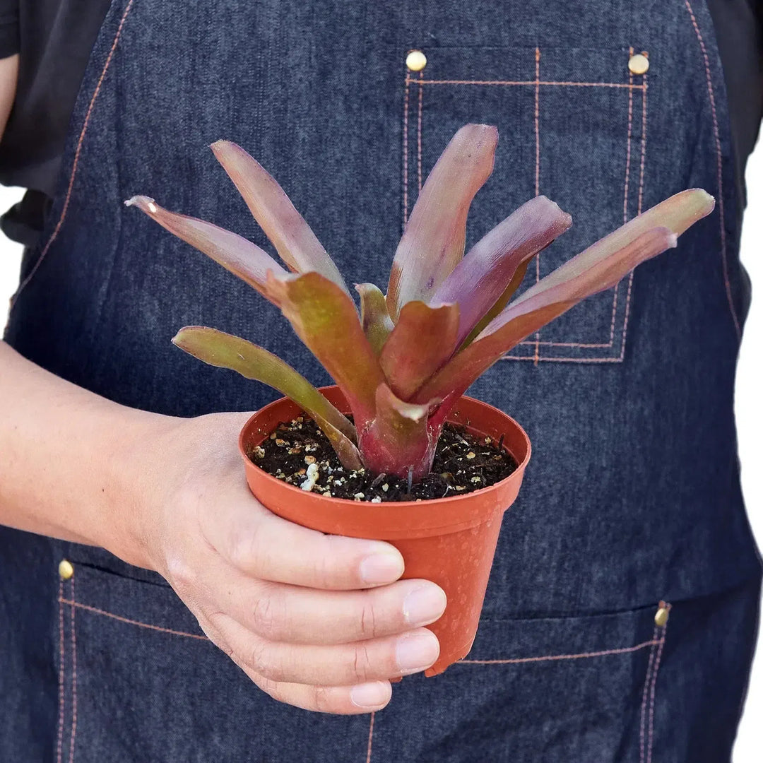 Bromeliad 'Fireball'-Indoor Plants-American Plant Supply