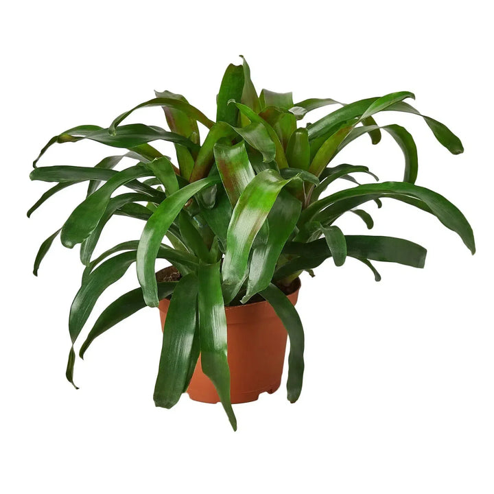 Bromeliad 'Fireball'-Indoor Plants-American Plant Supply