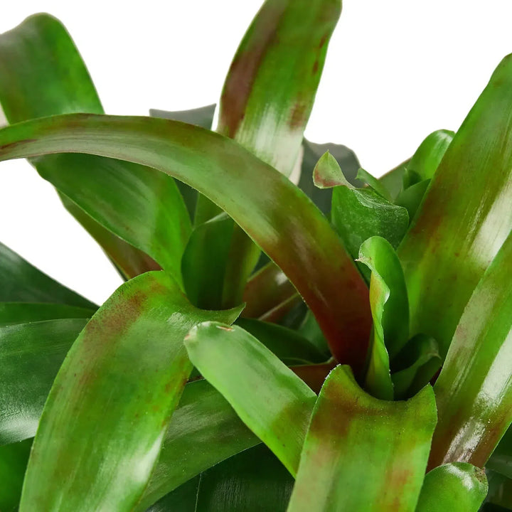 Bromeliad 'Fireball'-Indoor Plants-American Plant Supply