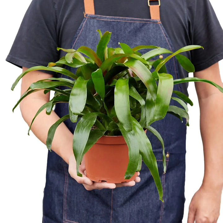 Bromeliad 'Fireball'-Indoor Plants-American Plant Supply