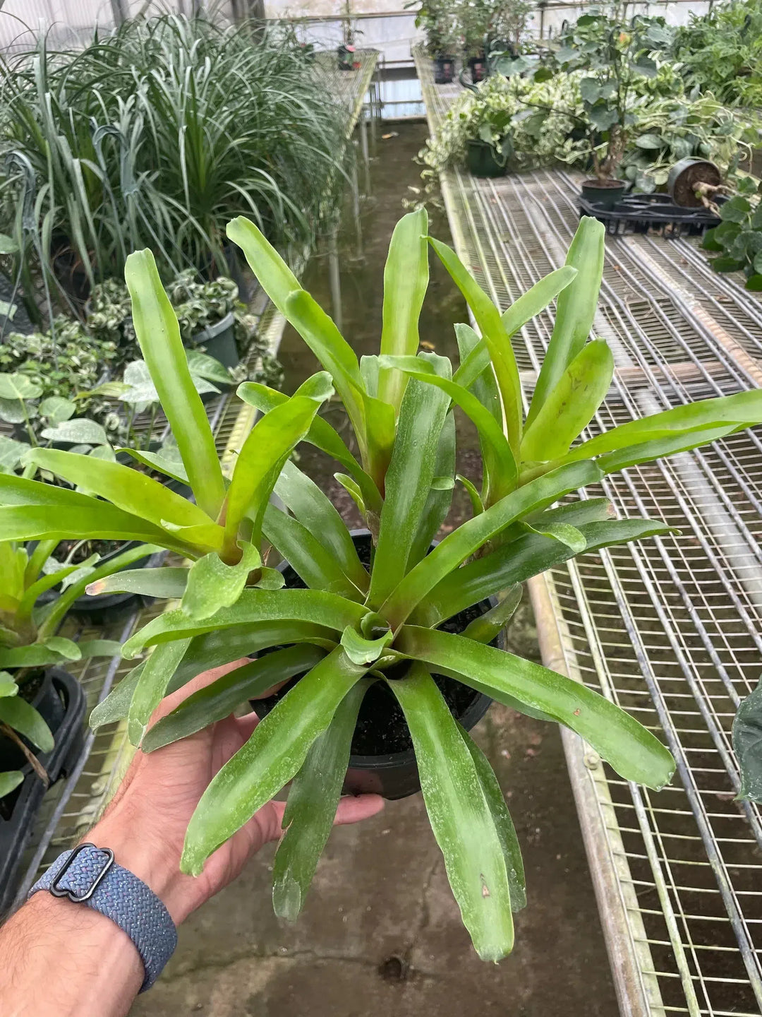 Bromeliad 'Fireball'-Indoor Plants-American Plant Supply